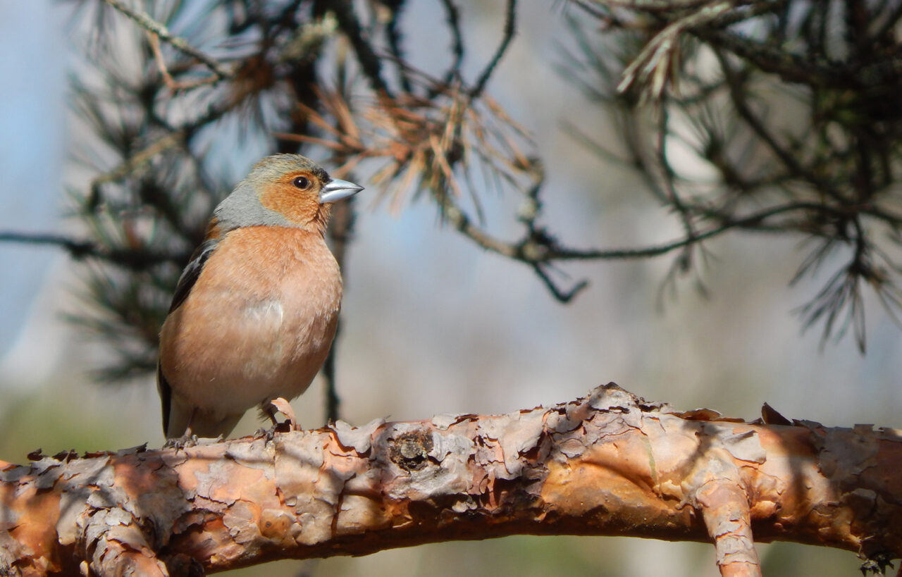 Male common chaffinch with orange-brown breast and grey cap perched on a pine branch
